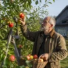 как готовить яблони к зиме