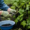 обрезам смородину без вреда для урожая